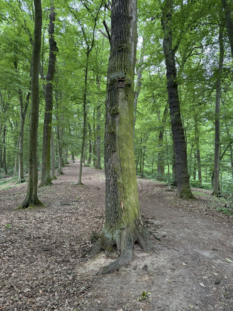 12. Strakapoud