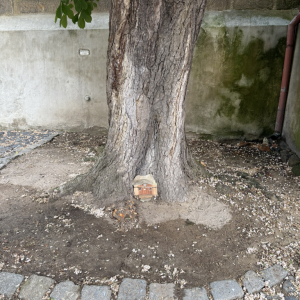 2.	Myšice pod kaštanem u Jezuitské kolejem