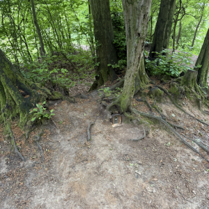 13. Ježek