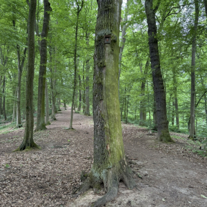 12. Strakapoud